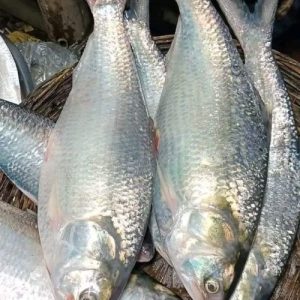 ৫ পিস ৫ কেজি