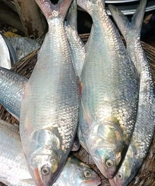 WhatsApp-Image-2026-04-18-at-11.34.18-PM-rm7y2wd483t3l4gnba2afawwoqtve1pw06lc3u9enk