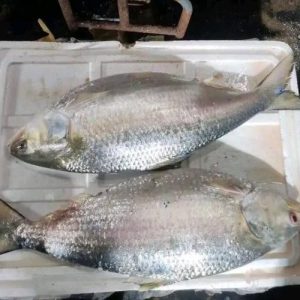 ৫ পিস ১০ কেজি