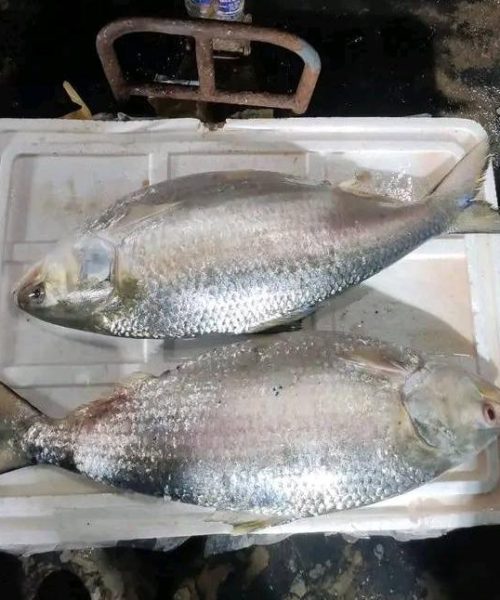 WhatsApp-Image-2026-04-18-at-12.40.29-PM-rm727d2cngx1n3bm490zdvocs6w08o2w8ena4rq2y8