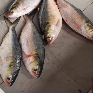 ৬ পিস ৫ কেজি