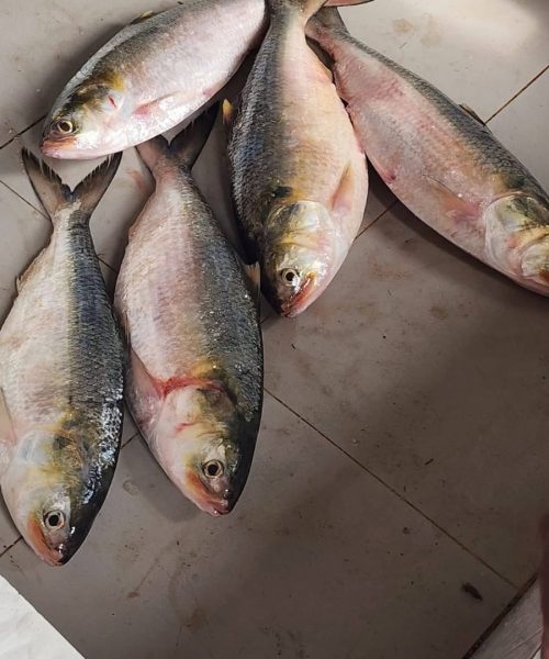 WhatsApp-Image-2026-04-18-at-12.41.28-PM-2-rm72bp3k5yun6d0yt4h1vsave5ixqfac5uxvspaq9c