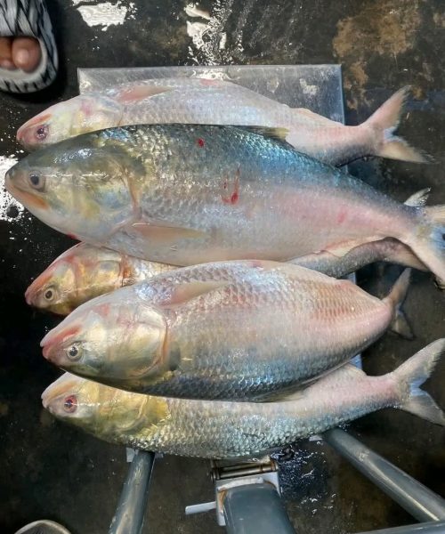 WhatsApp-Image-2026-04-18-at-12.41.43-PM-rm7277fbigpbpfjt16l7yx3l7vnsyhgi7mqd93yfzk