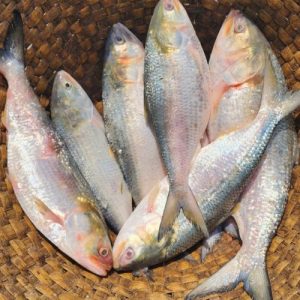 ১০ পিস ৫ কেজি