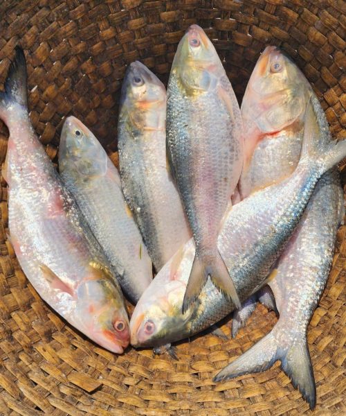 WhatsApp-Image-2026-04-18-at-12.41.54-PM-2-rm72bma1lgqs7j529l966b0hlzwu3bz55gzfcvews0