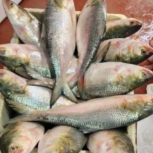 ২ পিস ৫ কেজি