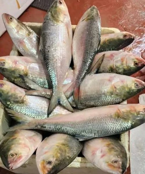 WhatsApp-Image-2026-04-18-at-12.42.14-PM-2-rm72blc7emphvx6ff2ujlt910m1gvmvetcbxvlgay8